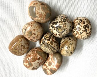 Leopardite Tumbled Stone  (#128) Tumbled Leopardite Tumble