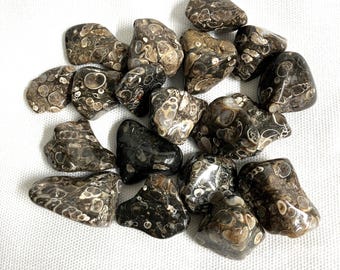 Turritella Fossil Agate Tumble  (#125)   Tumbled Turritella Fossil Agate