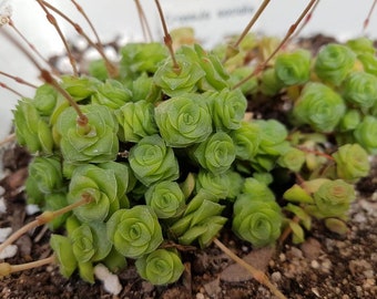 Crassula socialis-Live plant-Succulent-succulent-plant-Crassula-gift-Garden-cactus-collector-crass-living plant