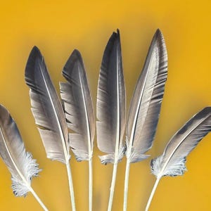 May include: Six gray and white feathers arranged against a yellow background. The feathers have a dark gray top and a lighter gray and white base. The stems are white, and the background is a solid yellow.