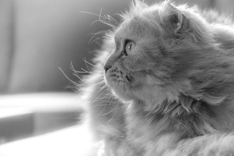 Persian cat digital photo cat lover gift nature photo feline print gift for her last minute gifts monochrome art animal photos digital art