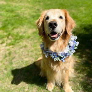 Flower Wedding Dog Collar. Flower Crown for Dog, Floral Dog Wreath, Dog Wedding, Dog Engagement Outfit
