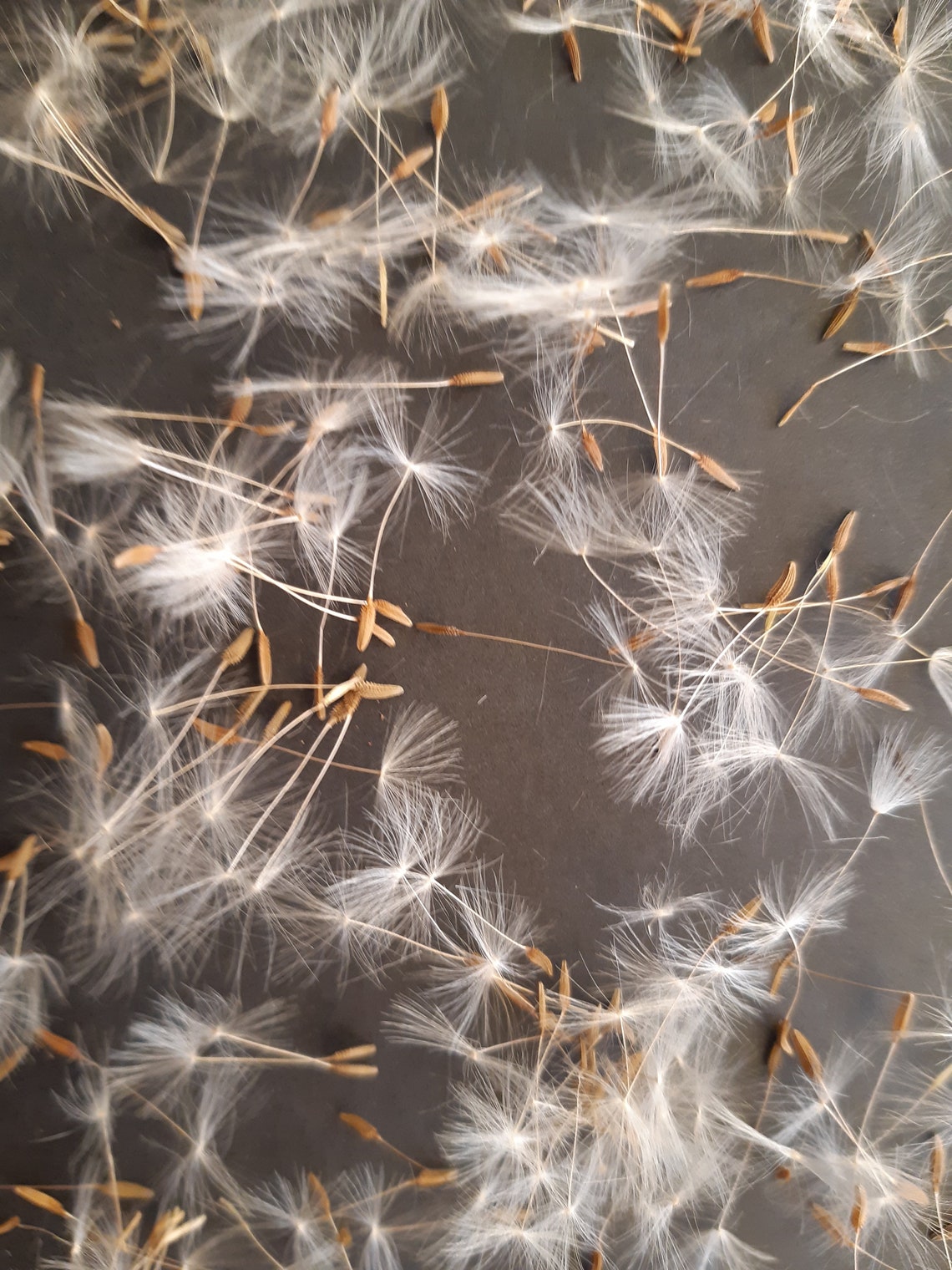 Pressed Dried Dandelions dandelion seeds Natural Dandelion Etsy