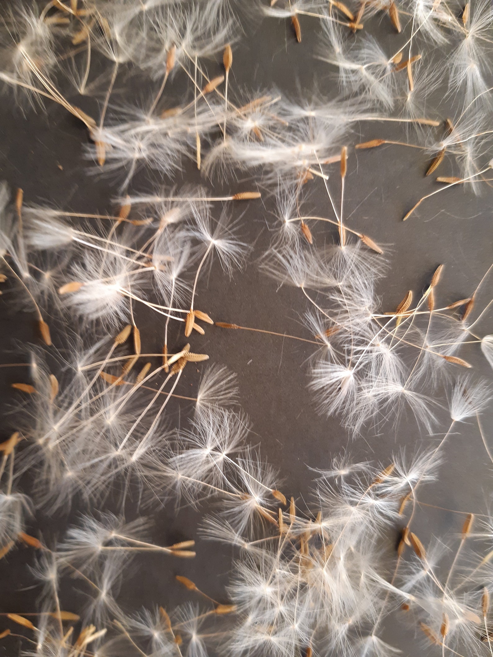 Pressed Dried Dandelions dandelion seeds Natural Dandelion Etsy