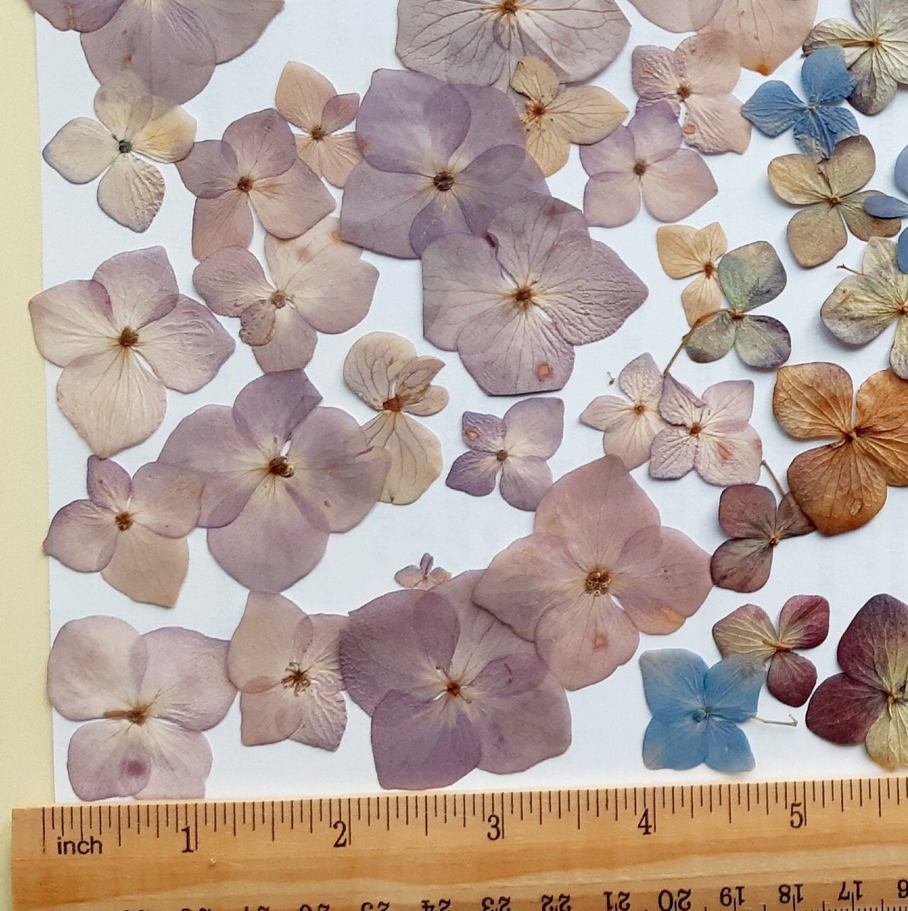 Dried pressed Hydrangea flowers Pressed Flowers for Crafting Etsy