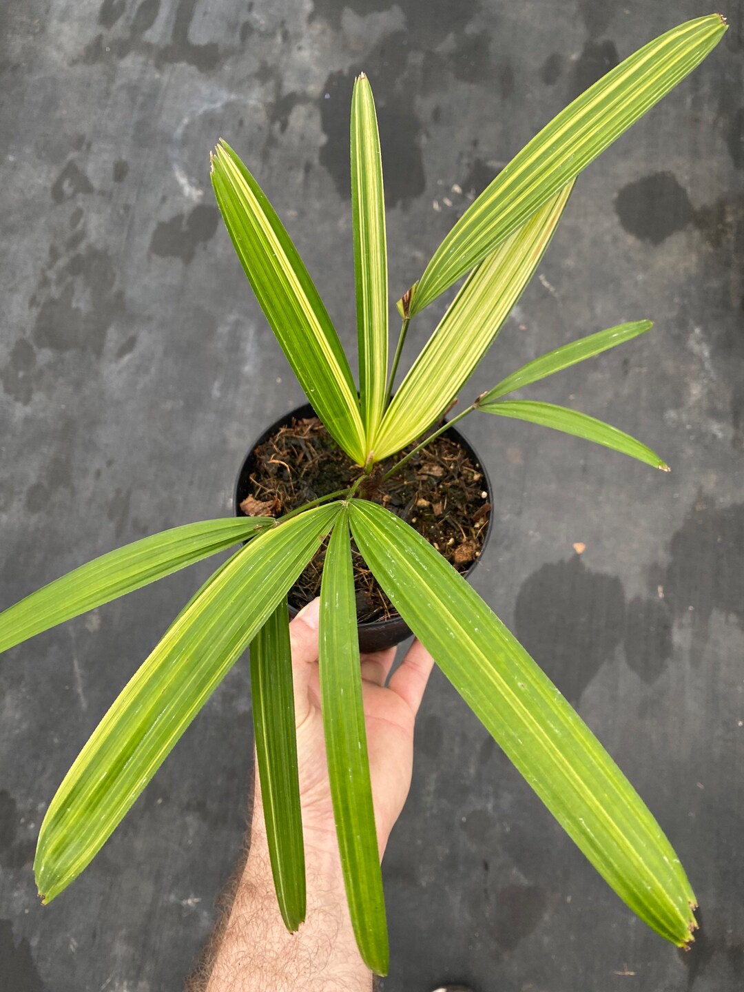 Buy Rhapis Excels Variegata Variegated Lady Finger Palm Online in India