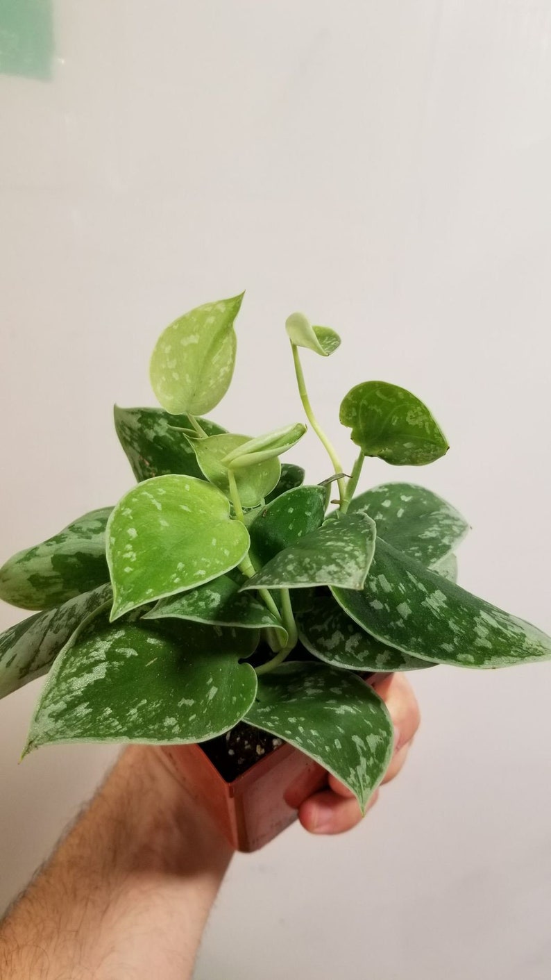 Scindapsus pictus 'splash de plata'  Etsy