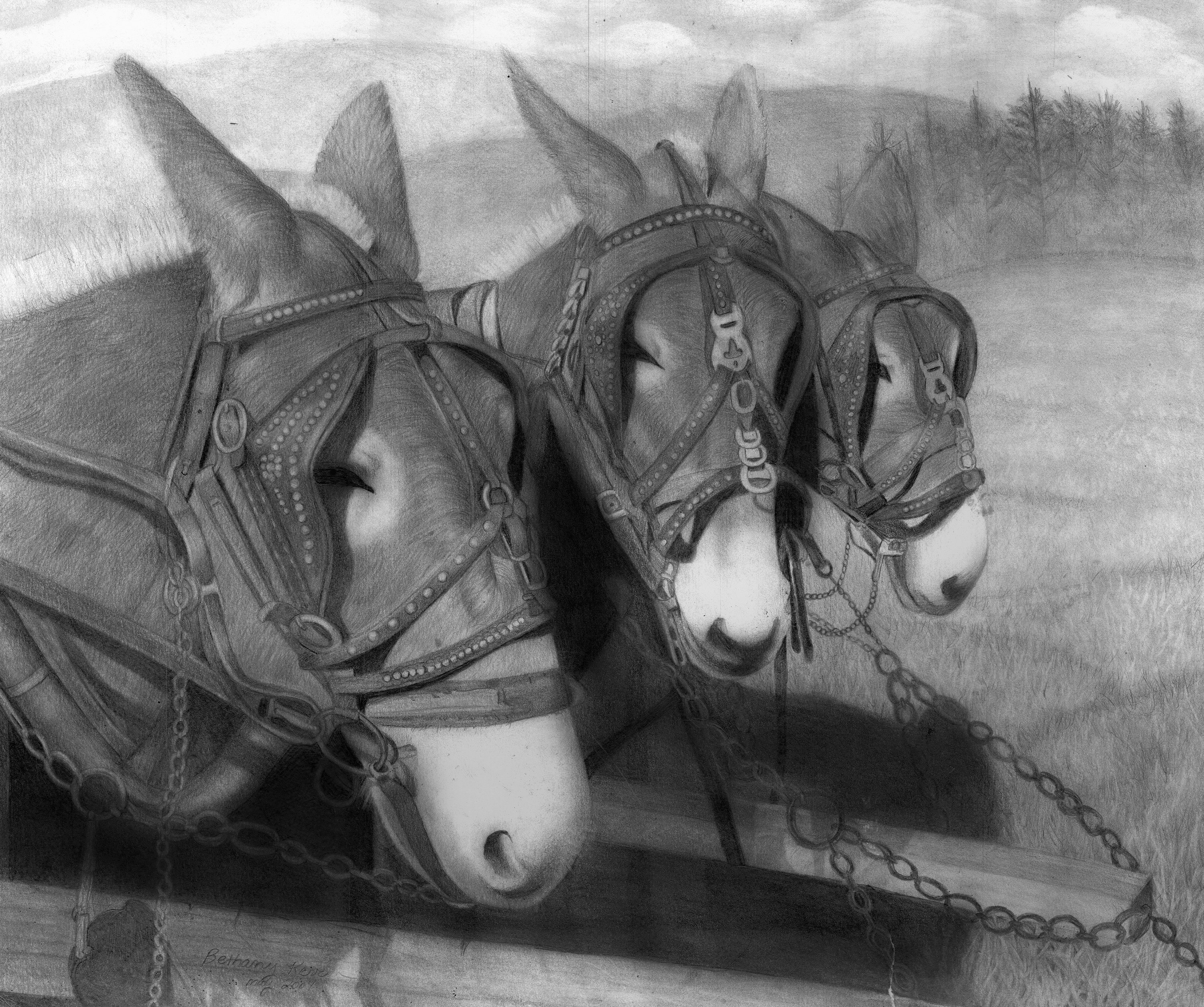 Detailed Realistic Mules Pencil Graphite Drawing by Bethany Etsy