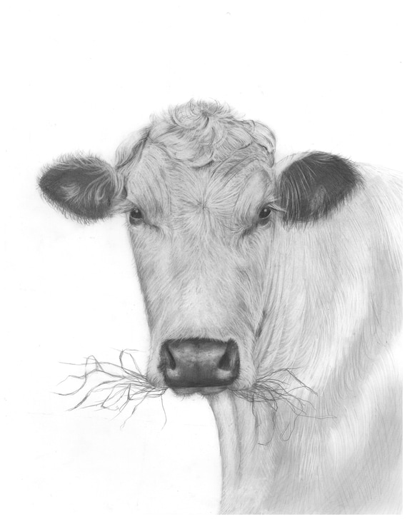 Charcoal Drawing Download, Cow Printable Art, Cow Digital Wall Art,  Farmhouse Print, Farmhouse Wall Art, Printable Wall Art,Digital Download
