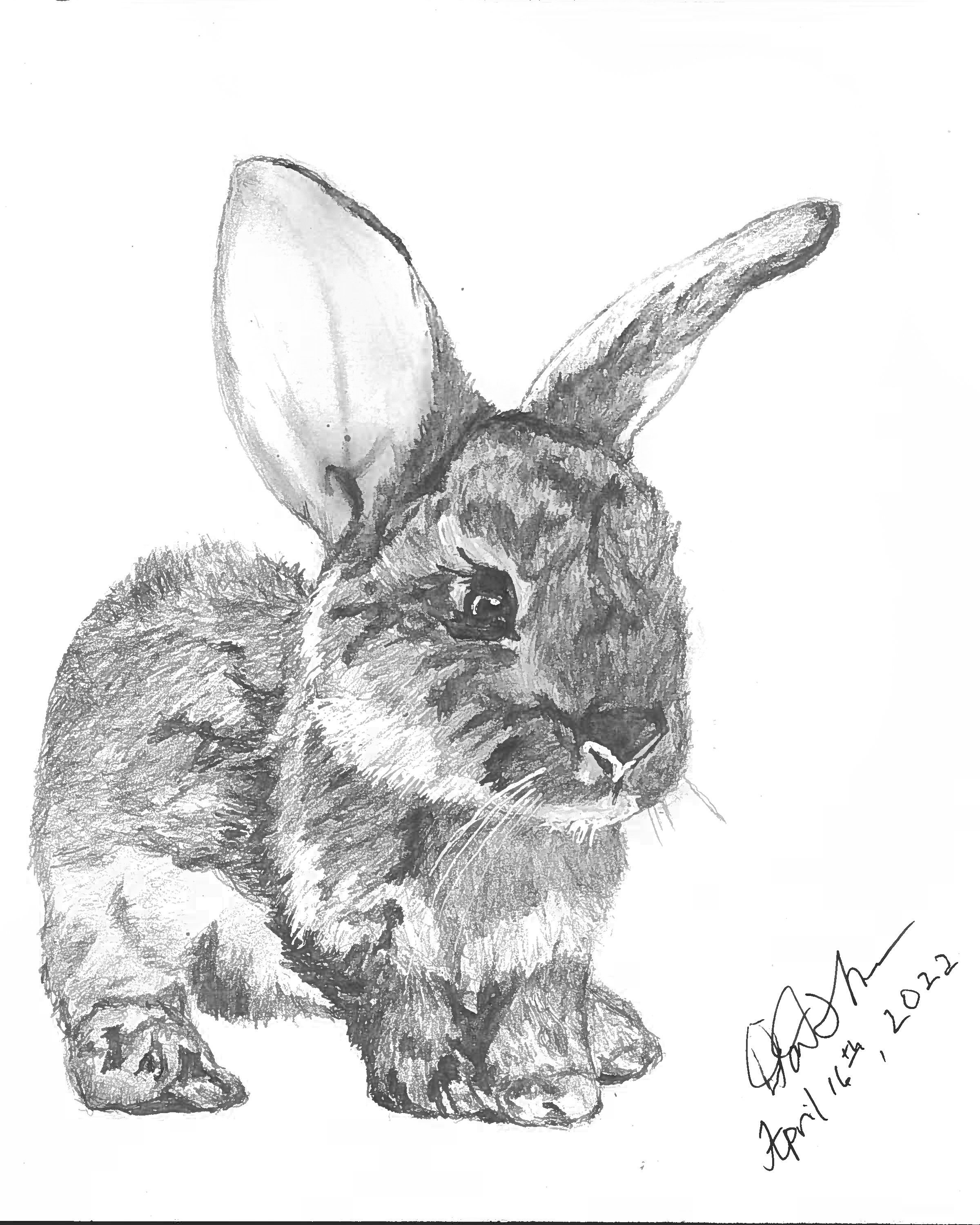 Sketch Rabbit Small Furry Pet Pencil Stock Illustration 685722637 |  Shutterstock