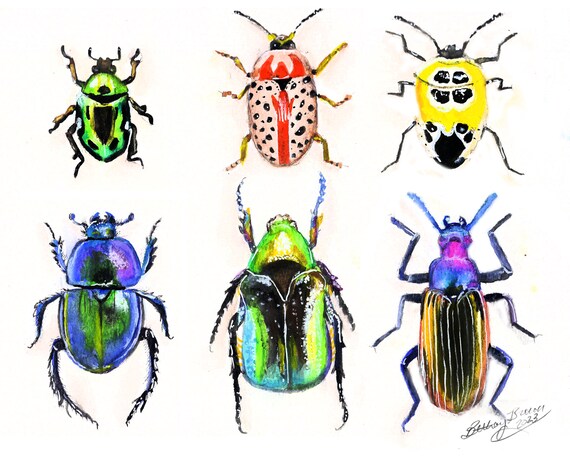 Color Represent Insect Insects Drawings To Color