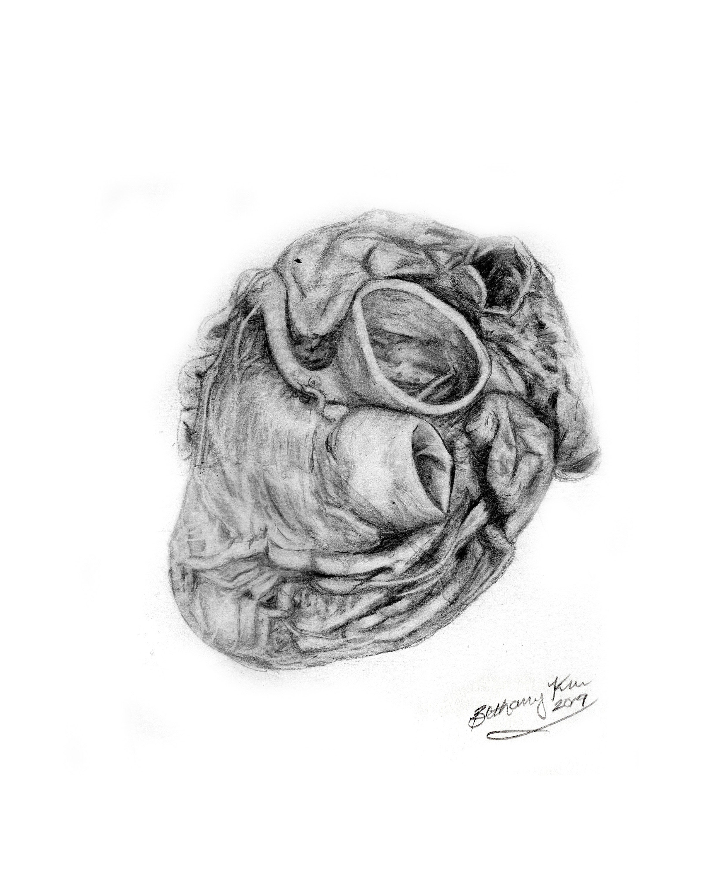 Pencil Drawing Human Heart