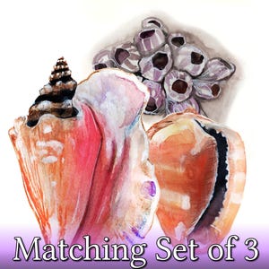 Watercolor Set &quot;Queen Conch, Barnacles, Helmet&quot; - Coastal and Beach inspired Décor by Bethany Kerr-