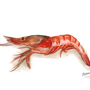 Beach Art Restaurant Art Watercolor Red Shrimp Art Print by Bethany