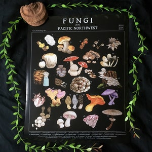 Hongos del noroeste del Pacífico: póster brillante de 16 x 20, arte con hongos, decoración otoñal