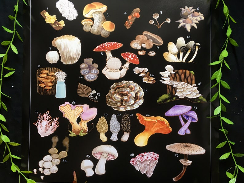 Decoding The Pacific Northwests Psychedelic Fungi Pdf Inside - uvj088o