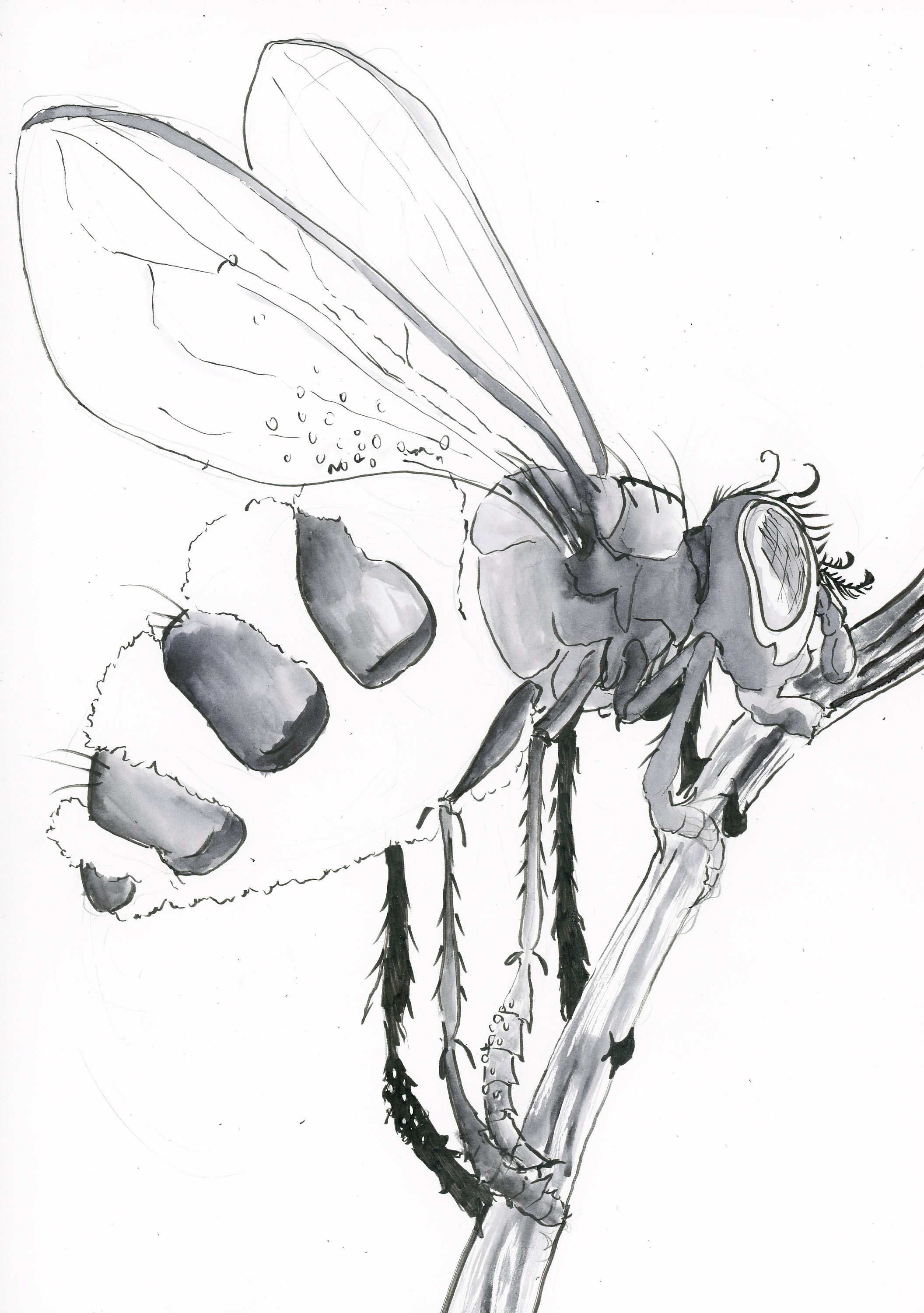 Fly Ink Draw ORIGINAL Fly Destroyer: Pen-and-ink Illustration - Etsy