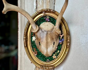 May include: A mounted deer skull with antlers, framed in a gold oval frame. The skull is surrounded by green moss and dried flowers. The frame is hanging on a wall with exposed wood.