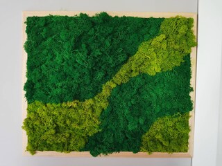 Muschio Islandese, Verde, 200 G, Vero Muschio Naturale, Utilizzabile Per Lavori Artigianali, Modellismo, Decorazioni Da Giardino, Ecc. | Leroy Merlin