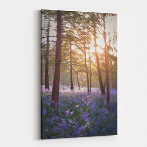 Bluebells Woodland With Dramatic Light At Sunrise Photography Ready To Hang Canvas Wall Art