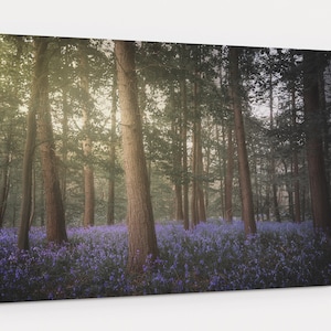Bluebells Woodland With Trees And Dramatic Sunlight Photography Ready To Hang Canvas Wall Art