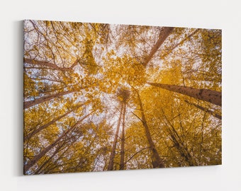 Orange Yellow Autumn Trees Nature Photography Ready To Hang Canvas Wall Art