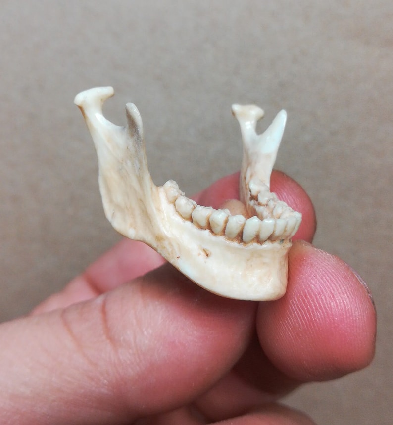 SKULL FULL DELUXE Anatomically Correct Scale Model Etsy