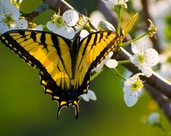 Butterfly photography, Eastern Tiger Swallowtail, Spring, yellow, green
