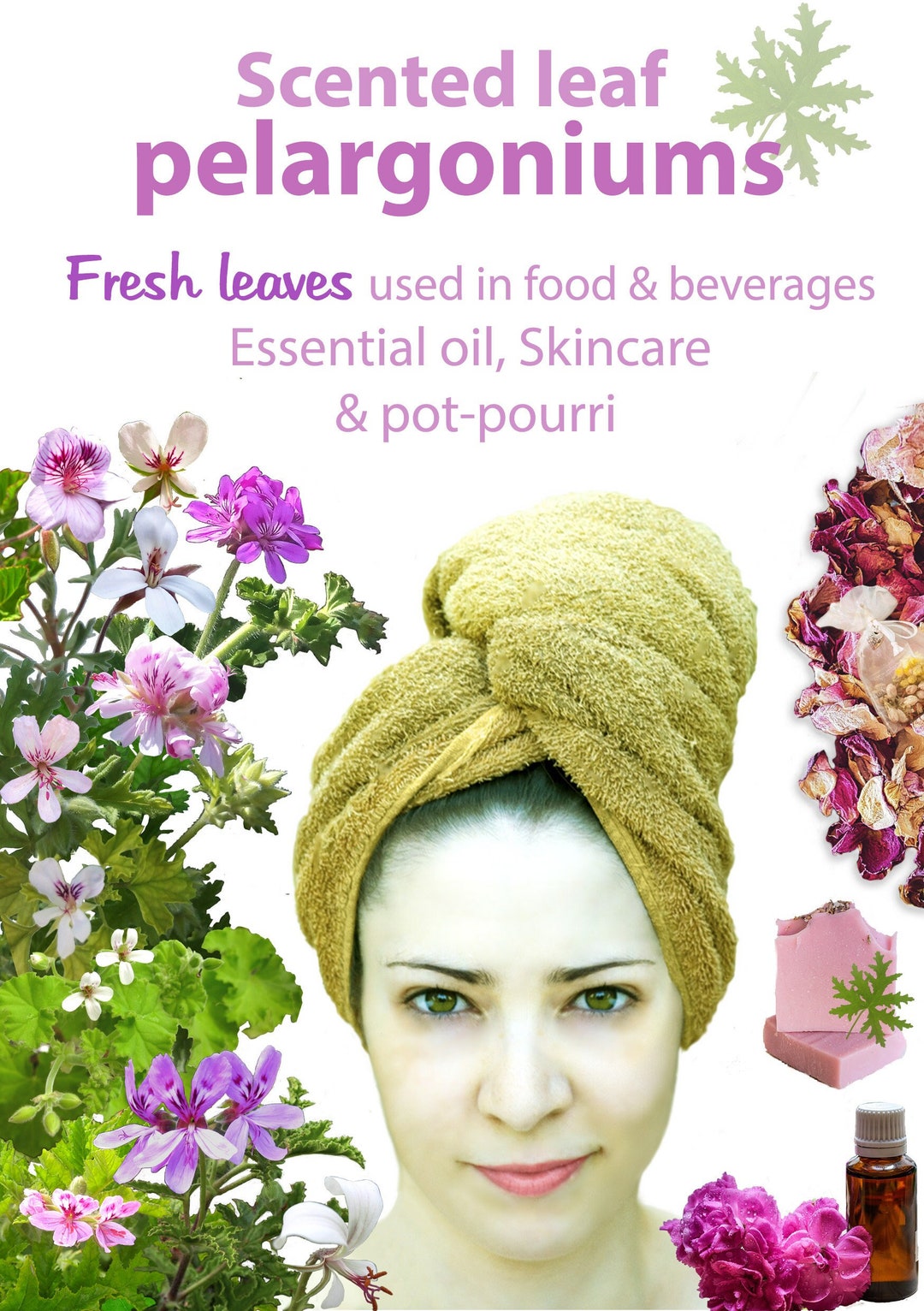 Essential Oil Guide Scented Leaf Pelargonium Catalogue Etsy