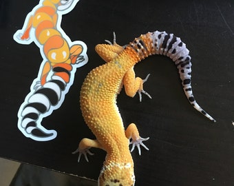 Hypo Tangerine Leopard Gecko Sticker