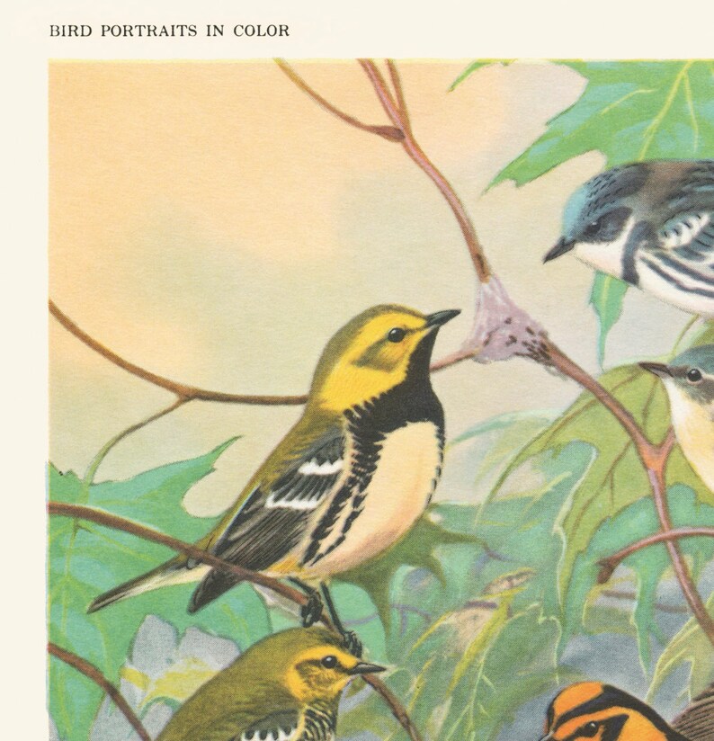 Bird Portraits in Color: the Warbler. Black Throated Green Warbler ...