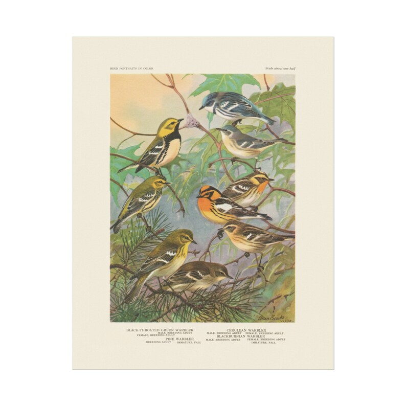 Bird Portraits in Color: the Warbler. Black Throated Green Warbler ...