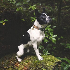 Waterproof Dog Collar Sage Silicone Vegan Leather Dog Collar Boy Dog