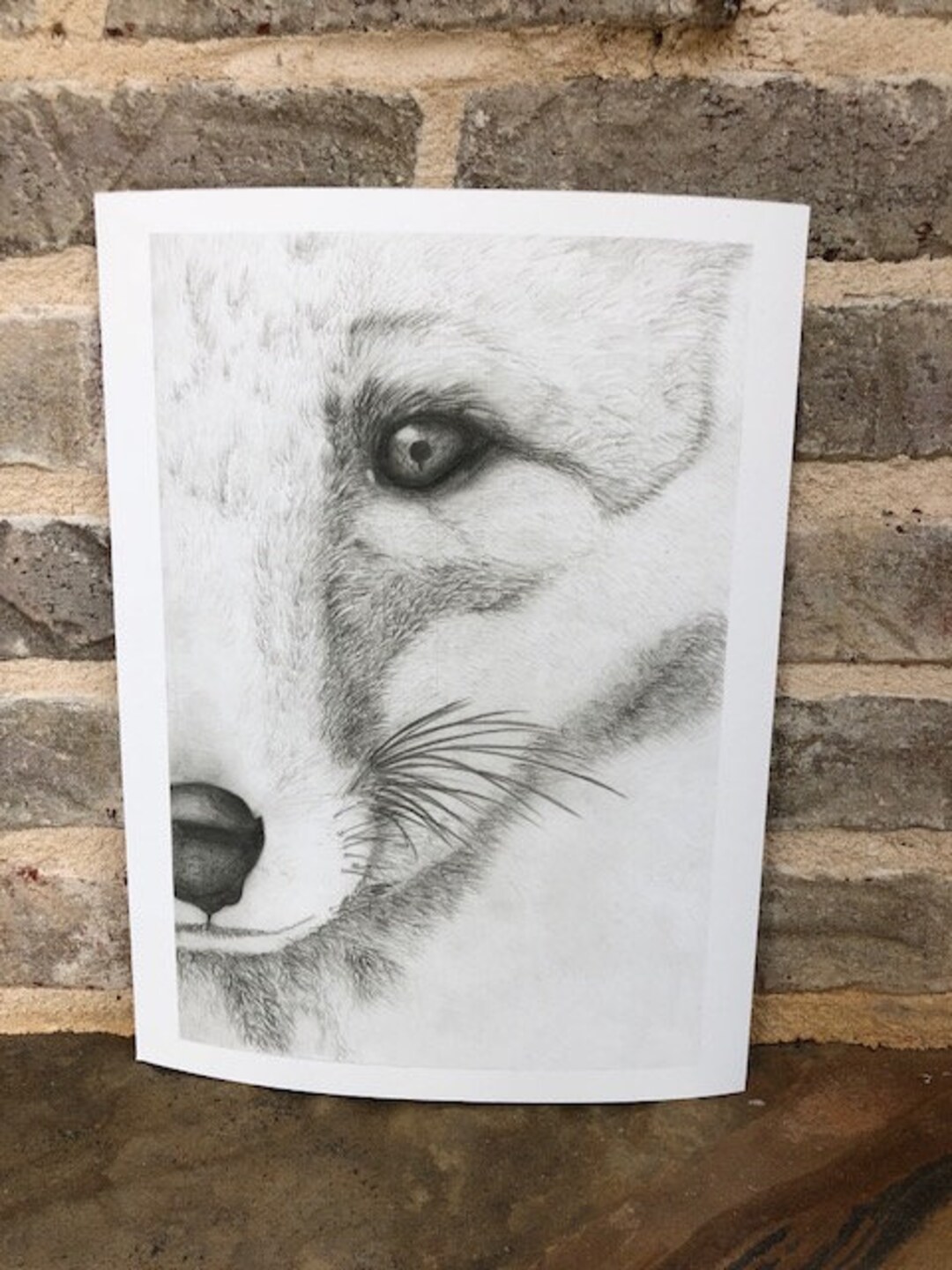 Graphitew Fox Fox Graphite Giclee Print on Etching Rag Paper 9 X 12, Image Size ...