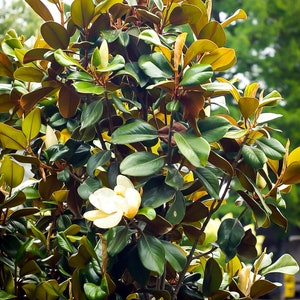 5+ live southern magnolia tree cuttings! Free Shipping