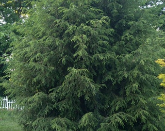 5 Canadian Hemlock Tree Cuttings! Free Shipping. Evergreen tree/ shrub