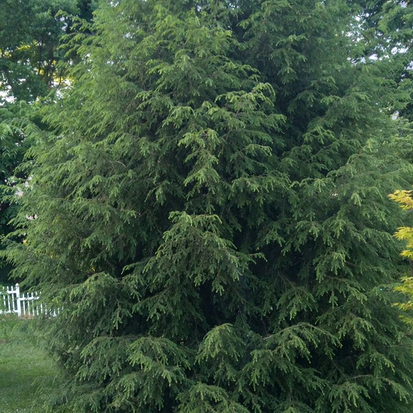 5 Canadian Hemlock Tree Cuttings! Free Shipping. Evergreen tree/ shrub