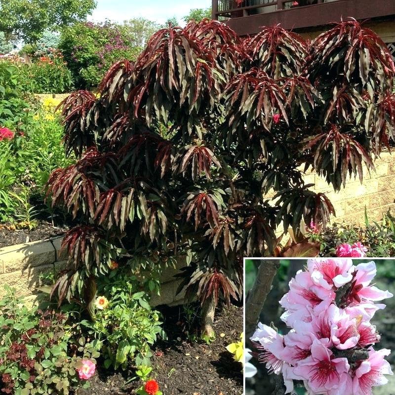 Dwarf Fruit Tree 5 Bonfire Patio Peach Tree Cuttings Free Etsy