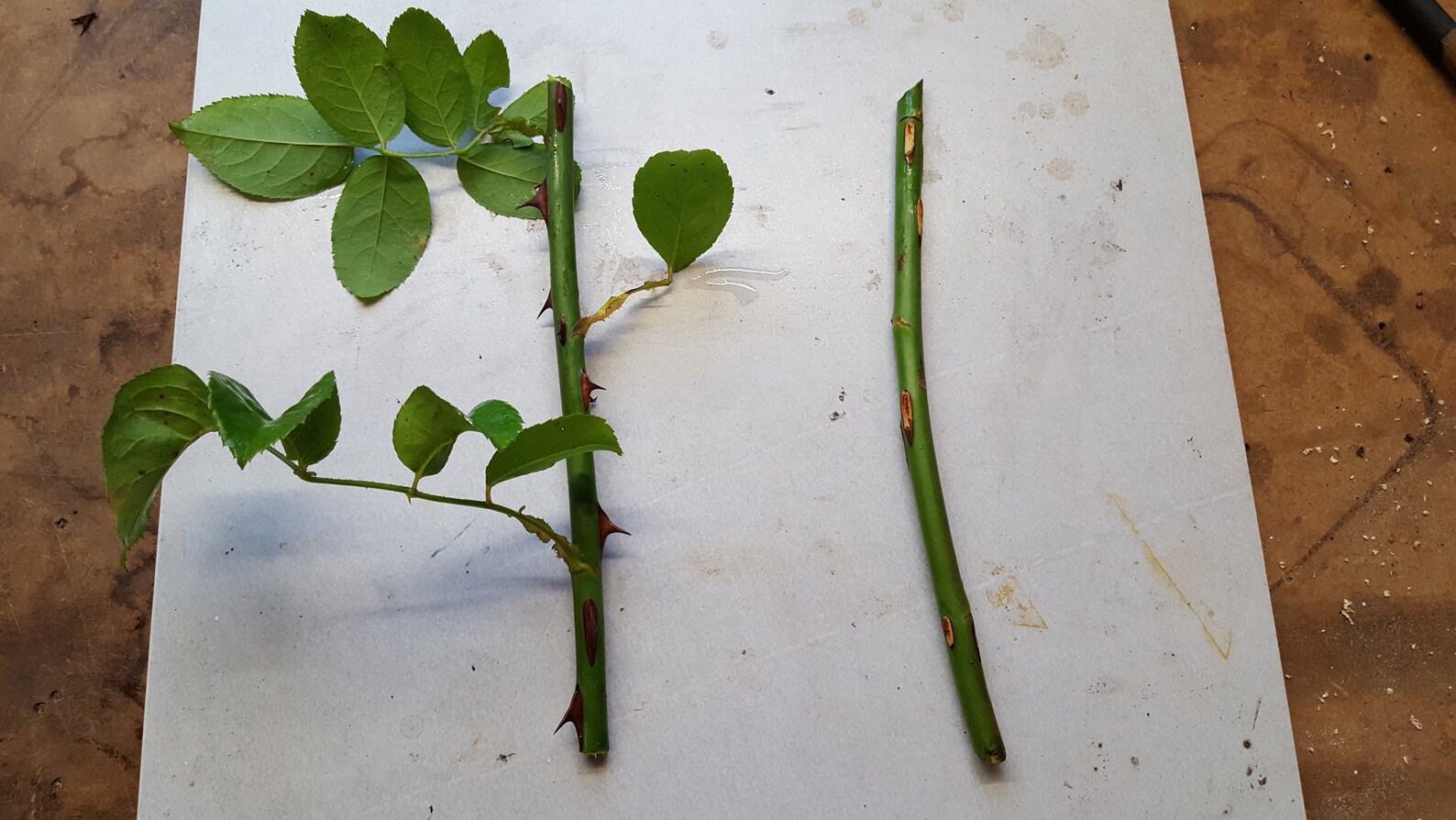 5 Red Rose Bush Cuttings Free Shipping Etsy