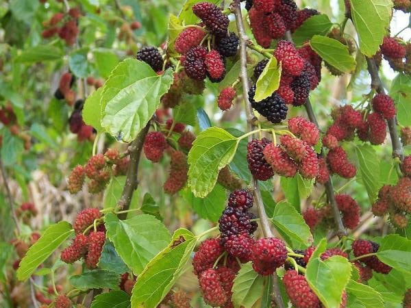 10 Red Mulberry Tree Cuttings: Free Shipping Instructions - Etsy