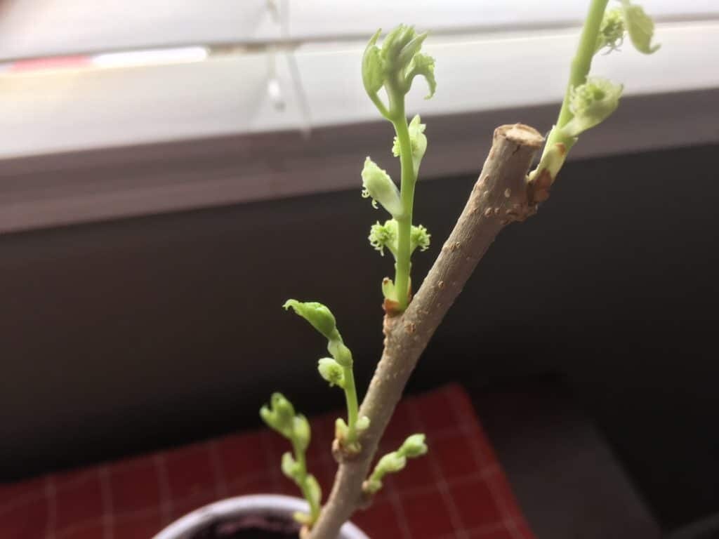 5 Black Cherry Tree Cuttings Free Shipping. Etsy