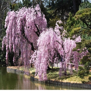 10+ Live Pink Weeping Cherry tree cuttings - Instructions included. Dwarf weeping cherry