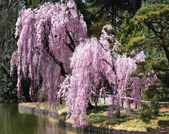 10+ Live Pink Weeping Cherry tree cuttings - Instructions included. Dwarf weeping cherry