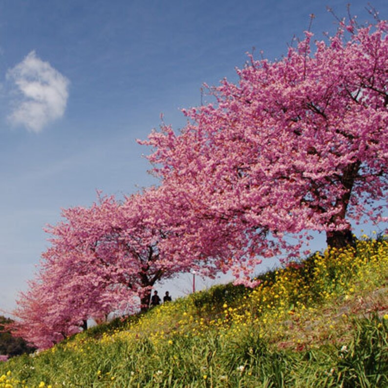 15 Fresh Kwansan Cherry tree cuttings Cut Fresh when you Etsy