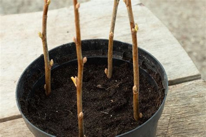 5 Pink Crabapple Tree Cuttings Free Shipping Etsy