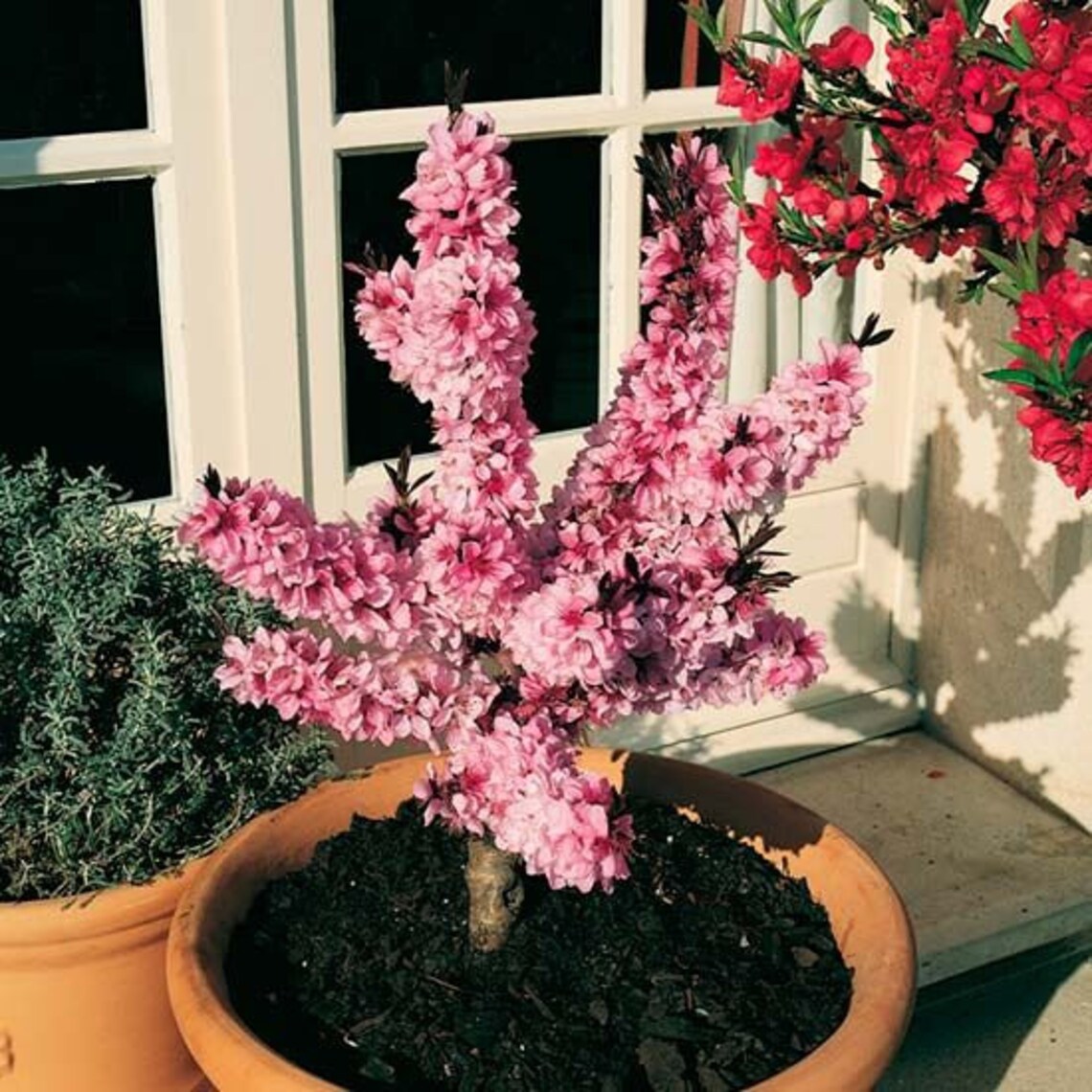 Dwarf Fruit Tree 5 Bonfire Patio Peach Tree Cuttings Free Etsy