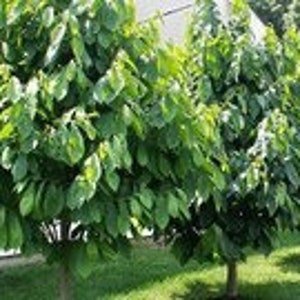 20+ Paw Paw tree cuttings: Free Shipping