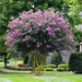 5 purple crape myrtle tree cuttings: Free Shipping on all bushes,trees,plants,flowers, and cuttings! 