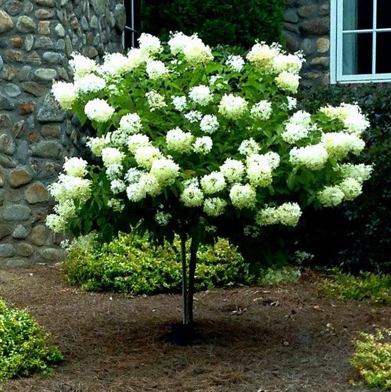 Image of Limelight hydrangea shrub image 5