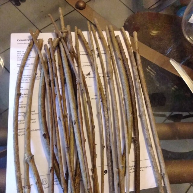 Free Shipping 5 Red Delicious Apple Tree Cuttings Etsy